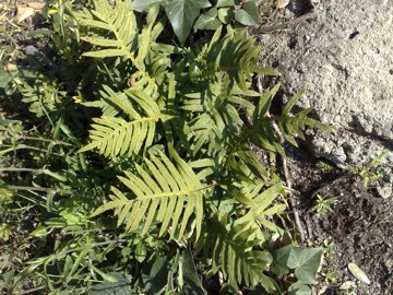 Polypodium cambricum